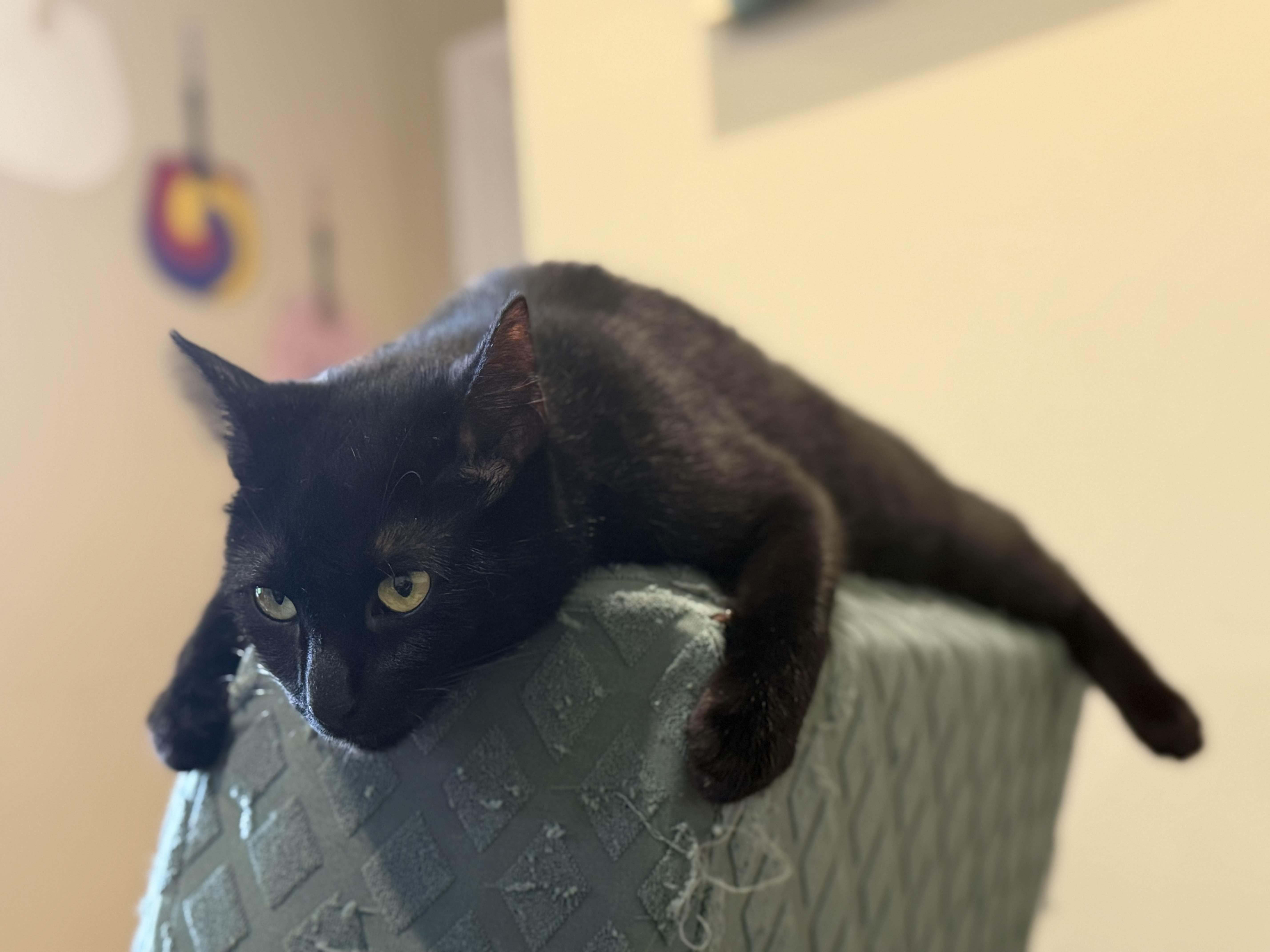 Enlarge Mopsie, a Adoptable Domestic Short Hair in Florham Park, NJ image 4/5