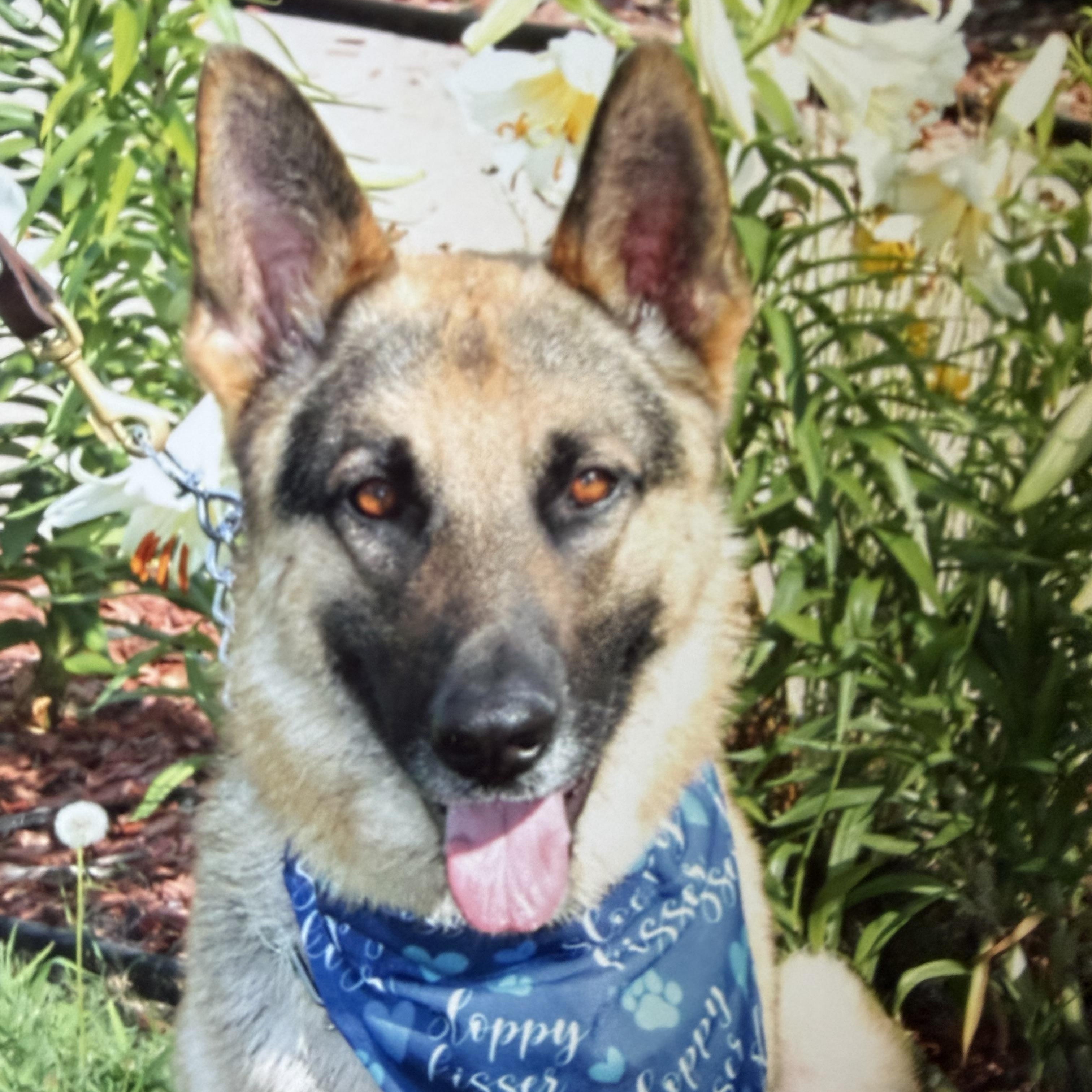 Enlarge Romeo, a ADOPTABLE German Shepherd Dog in Hutchinson, KS image 1/1