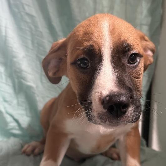Mayonnaise, Adoptable, Puppy Male Labrador Retriever & Mixed Breed.