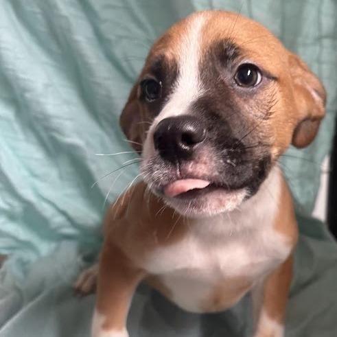 Enlarge Mayonnaise, a Adoptable mixed breed in North Charleston, SC image 2/6