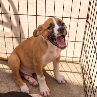 Enlarge Mayonnaise, a Adoptable mixed breed in North Charleston, SC image 3/6