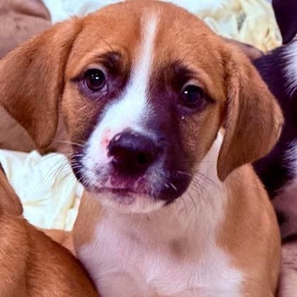 Enlarge Mayonnaise, a Adoptable mixed breed in North Charleston, SC image 4/6
