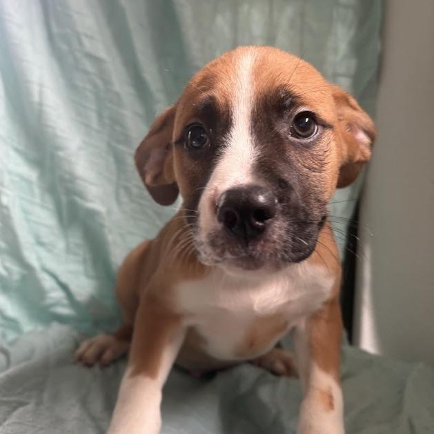 Enlarge Mayonnaise, a Adoptable mixed breed in North Charleston, SC image 5/6