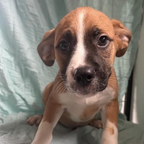 Enlarge Mayonnaise, a Adoptable mixed breed in North Charleston, SC image 6/6