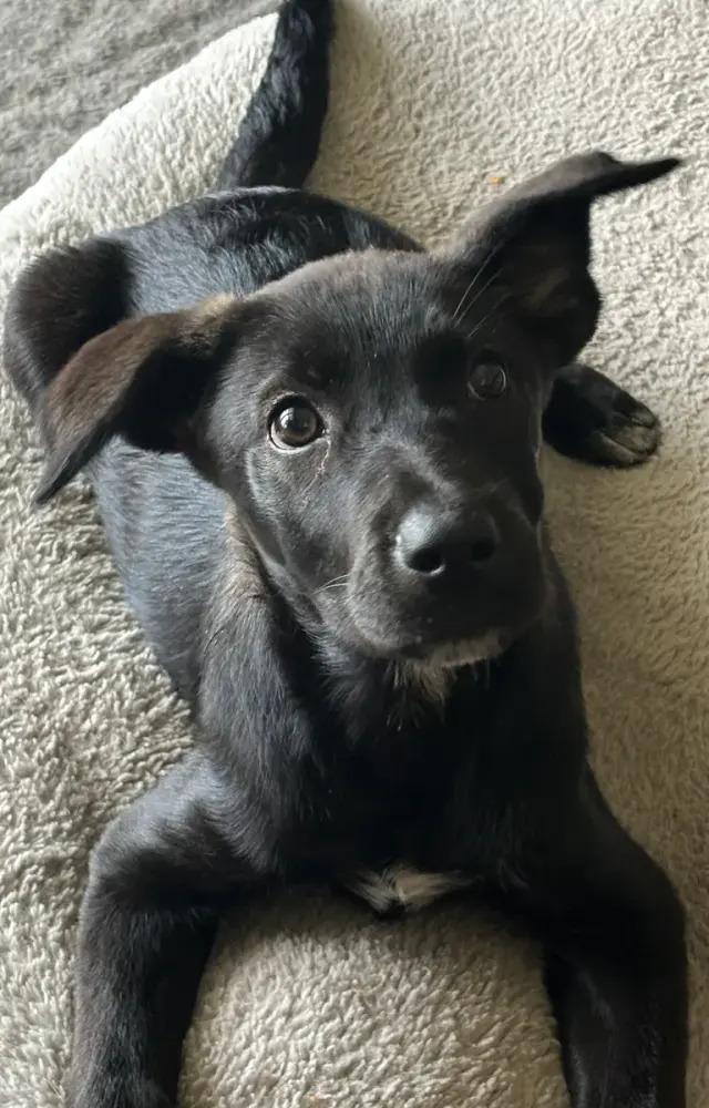 Enlarge Paris, a Adoptable mixed breed in Polk, OH image 2/2