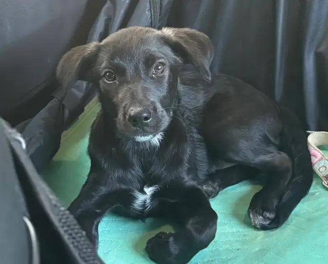 Paris, Adoptable, Puppy Female Labrador Retriever.