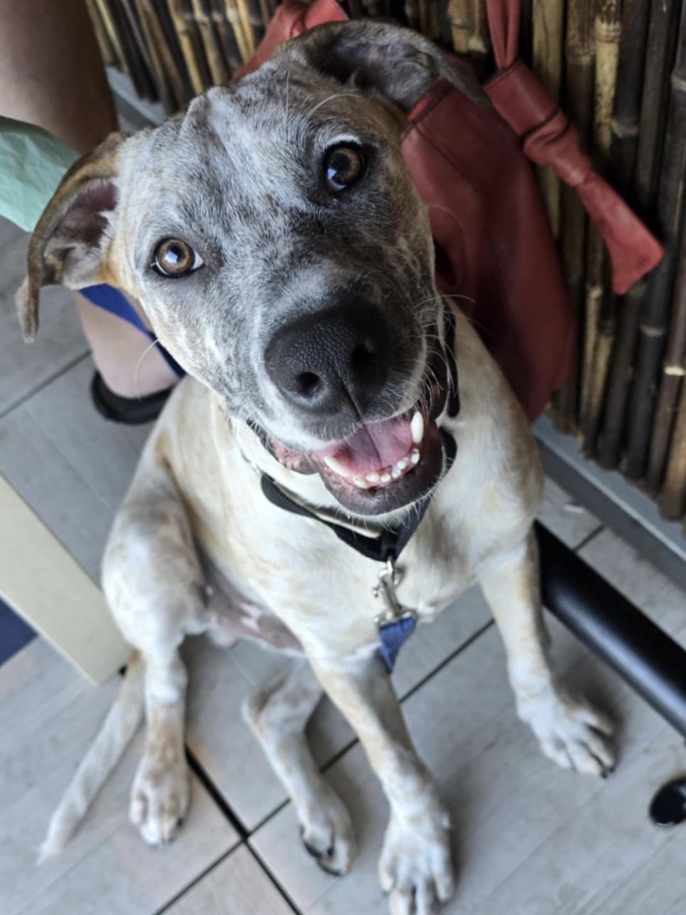 Finley, Adoptable, Puppy Male Australian Cattle Dog / Blue Heeler.