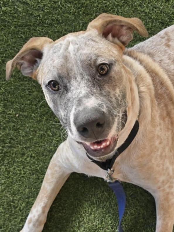 Finley, a Adoptable Australian Cattle Dog / Blue Heeler in New Smyrna Beach, FL image 2/2