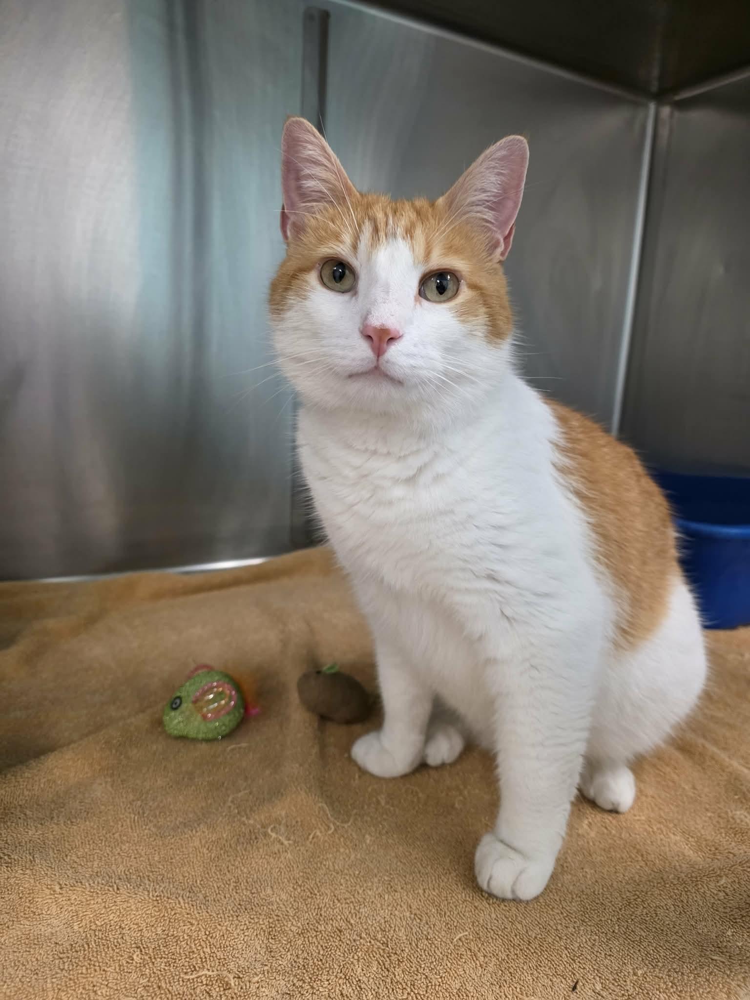 Enlarge Mortimer "Morty", a ADOPTABLE Domestic Short Hair in Umatilla, FL image 2/3