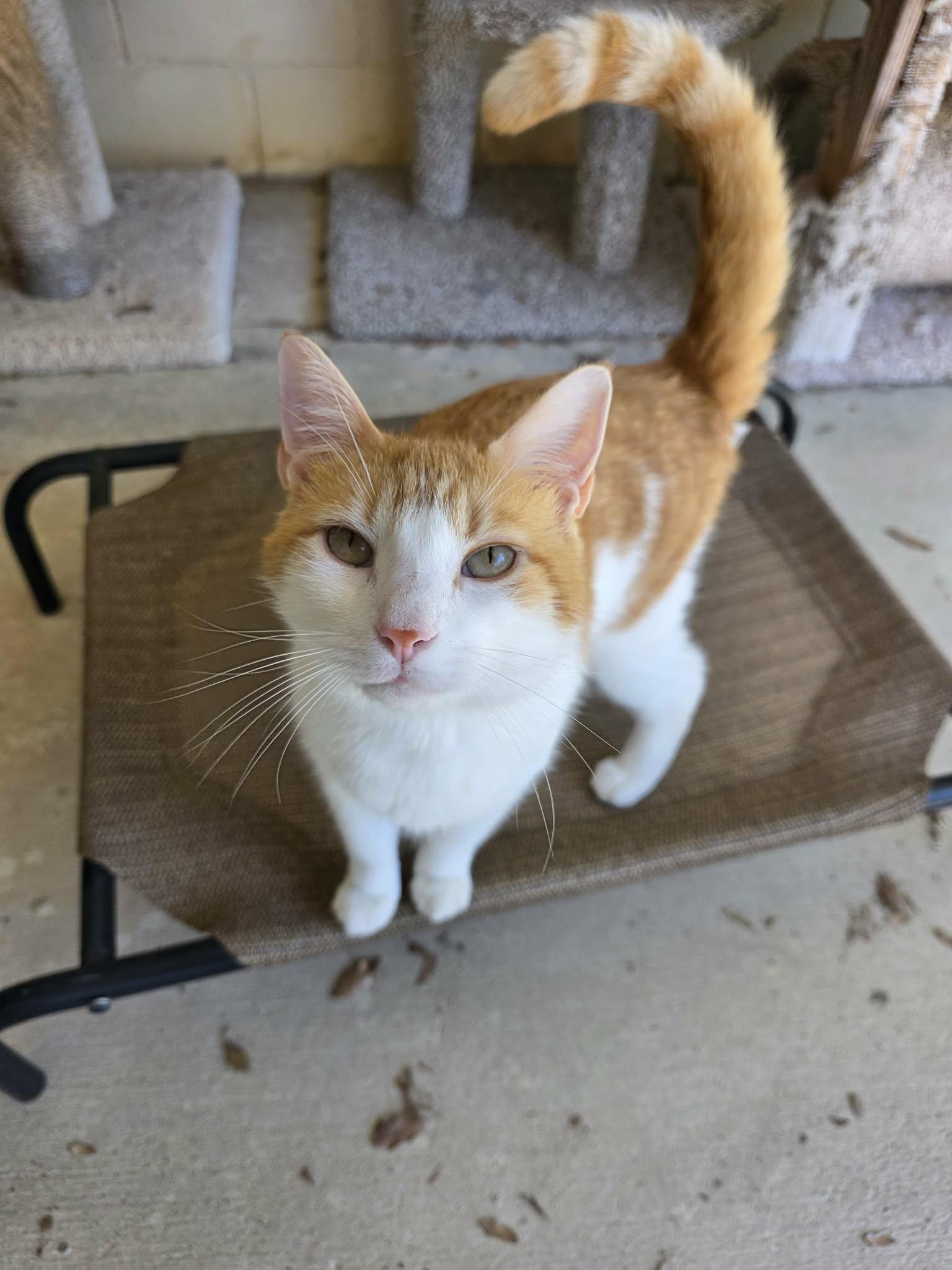 Enlarge Mortimer "Morty", a ADOPTABLE Domestic Short Hair in Umatilla, FL image 3/3