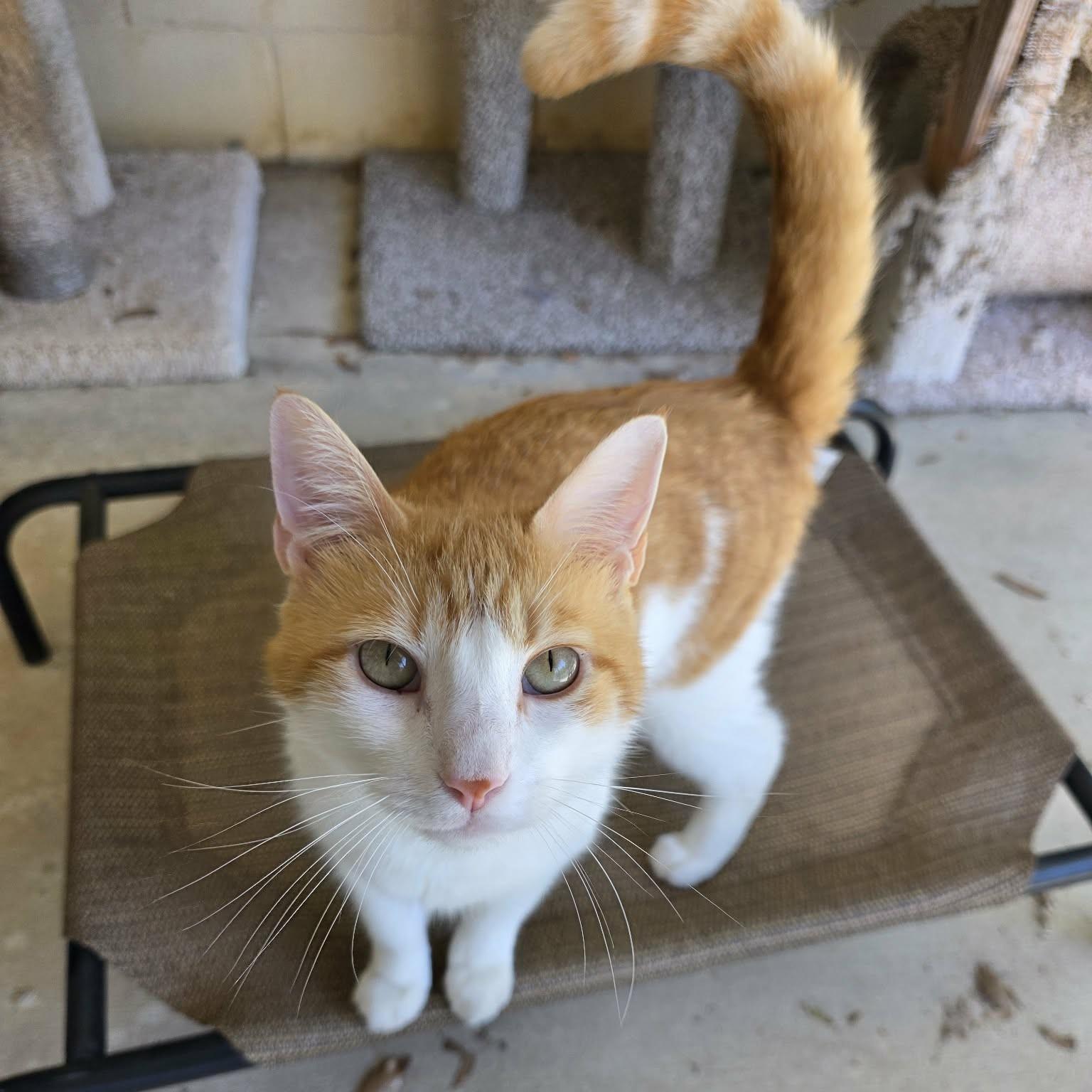 Mortimer "Morty", ADOPTABLE, Adult Male Domestic Short Hair.