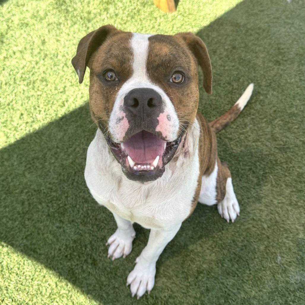 Arturo, Adoptable, Young Male Boxer & Mixed Breed.