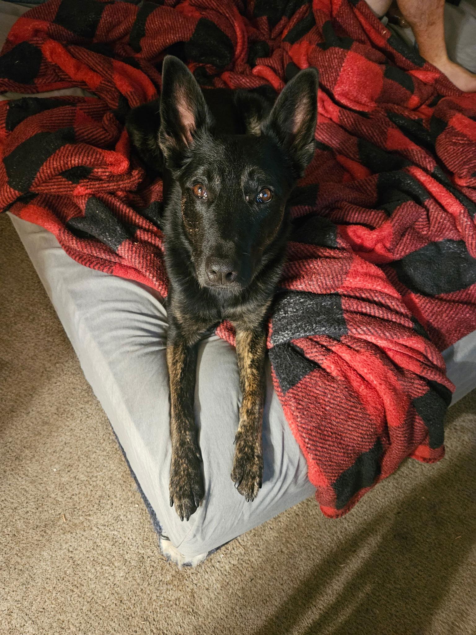 Zeus 6 week Training Grad, a Adoptable Dutch Shepherd in Sparks, NV image 1/2