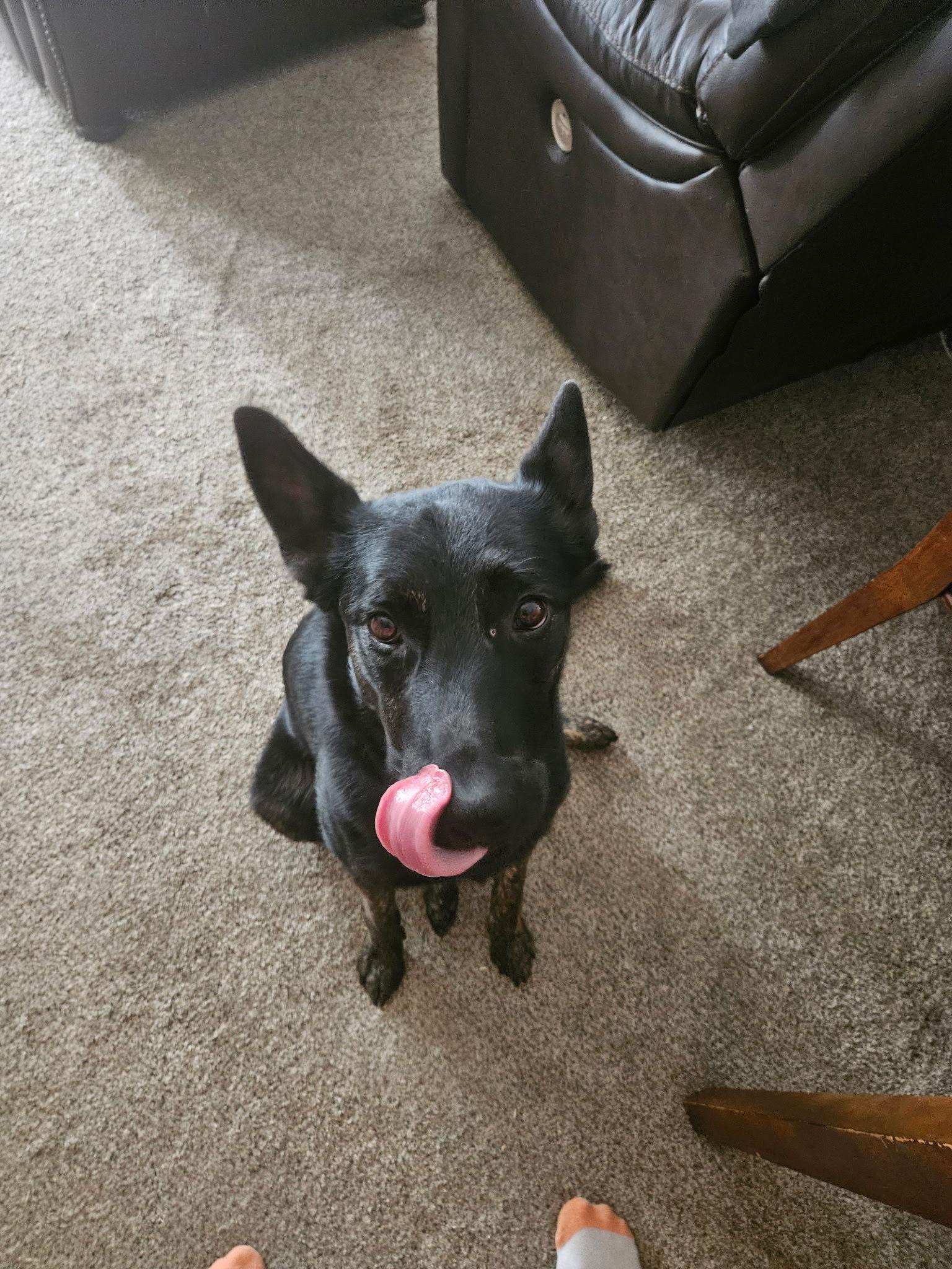 Zeus 6 week Training Grad, a Adoptable Dutch Shepherd in Sparks, NV image 2/2