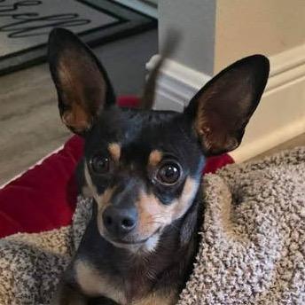 Junior, a Adoptable Chihuahua in Gulfport, MS image 1/6