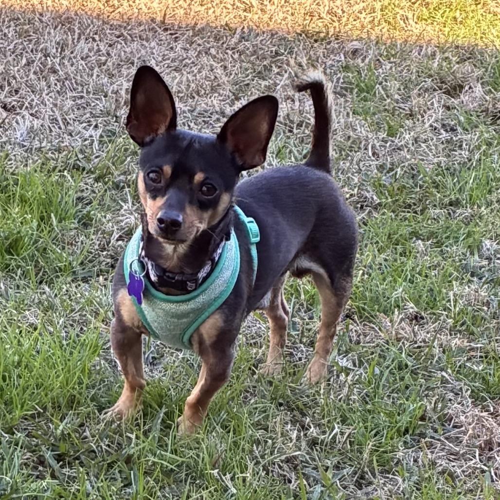 Junior, a Adoptable Chihuahua in Gulfport, MS image 3/6