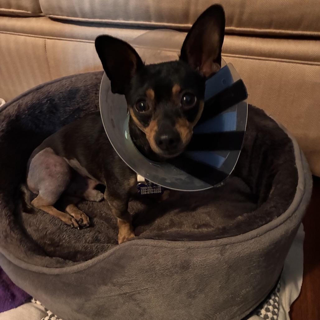 Junior, a Adoptable Chihuahua in Gulfport, MS image 4/6