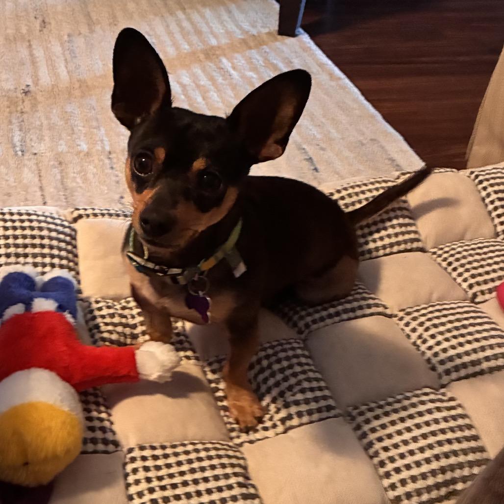 Junior, a Adoptable Chihuahua in Gulfport, MS image 6/6