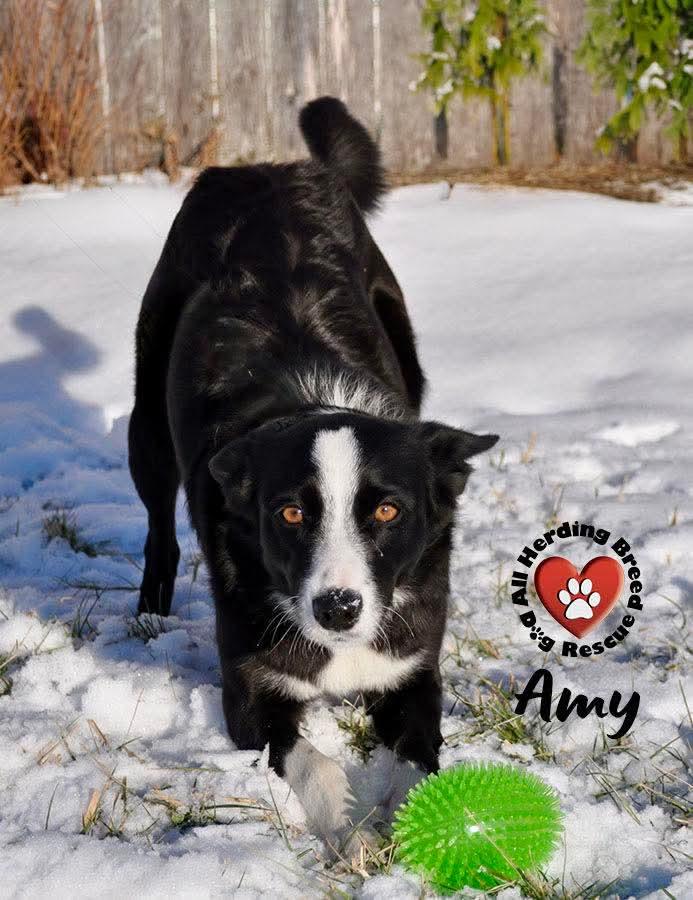Amy, an adopted Border Collie in Joliet, IL image 1/3