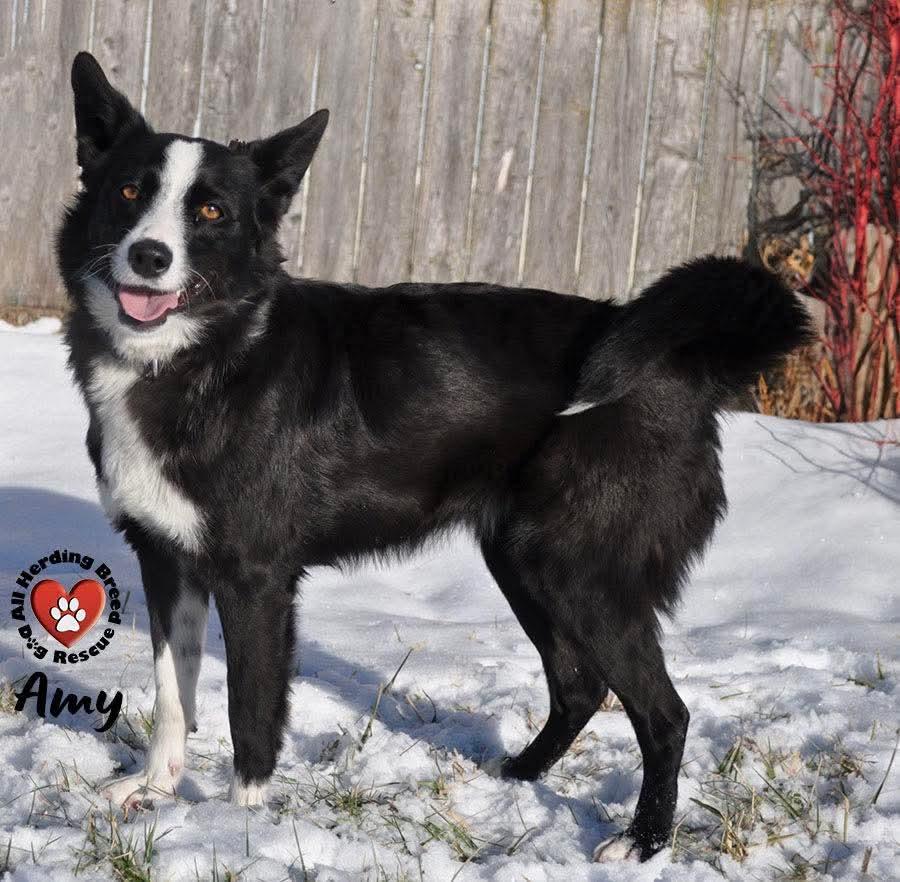 Amy, an adopted Border Collie in Joliet, IL image 2/3