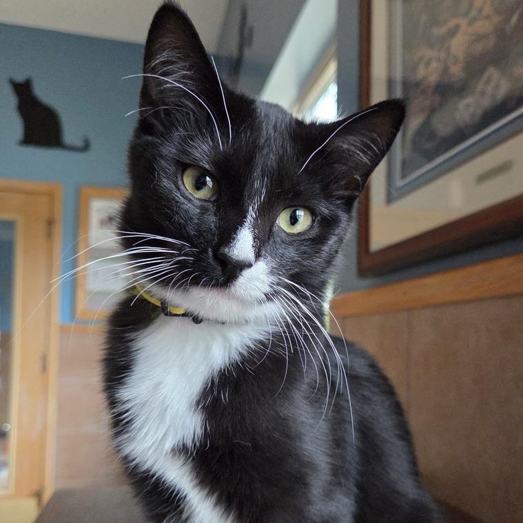 Spirit, an adoptable Domestic Short Hair in Park Rapids, MN, 56470 | Photo Image 1