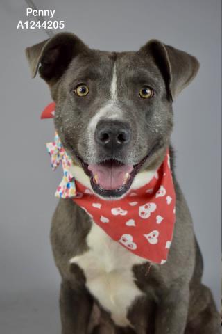 Penny -- URGENT!, adoptable, Adult Female Pit Bull Terrier.