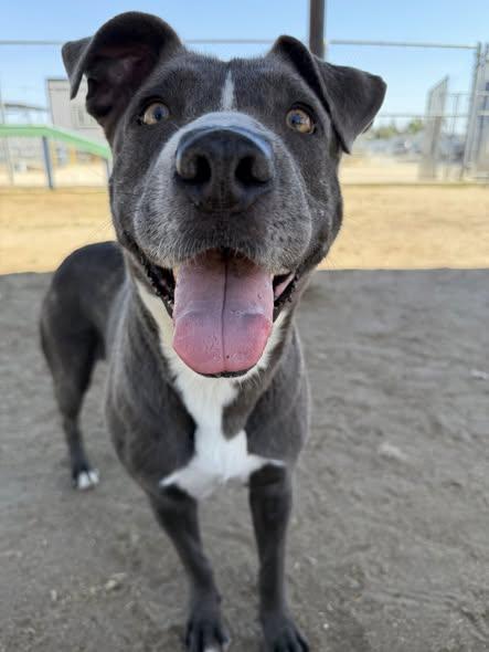 Enlarge Penny -- URGENT!, an adoptable Pit Bull Terrier in Thousand Oaks, CA image 3/5
