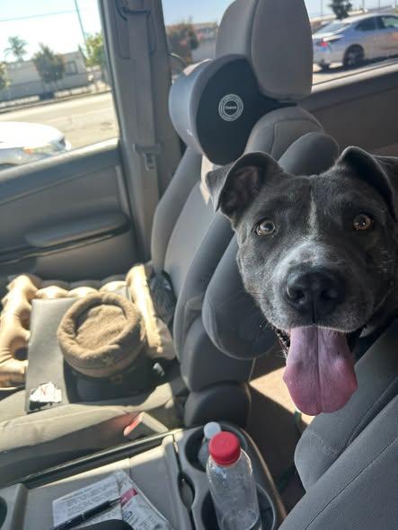 Enlarge Penny -- ON EUTHANASIA LIST -- NEEDS OUT OF SHELTER NOW, an adoptable mixed breed in Thousand Oaks, CA image 5/6