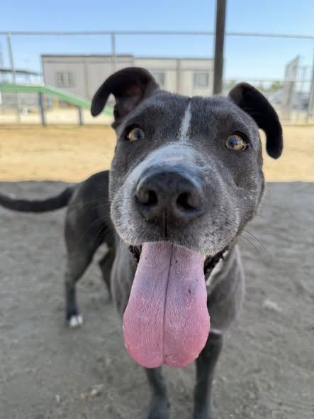 Enlarge Penny -- URGENT!, an adoptable Pit Bull Terrier in Thousand Oaks, CA image 4/5