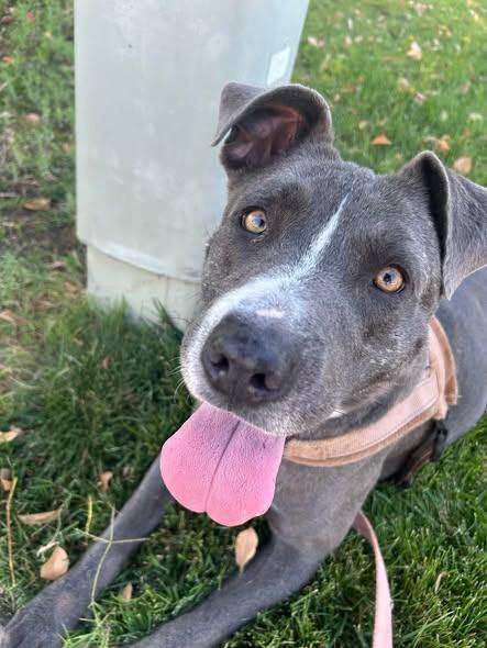 Penny -- ON EUTHANASIA LIST -- NEEDS OUT OF SHELTER NOW, adoptable, Adult Female Pit Bull Terrier.