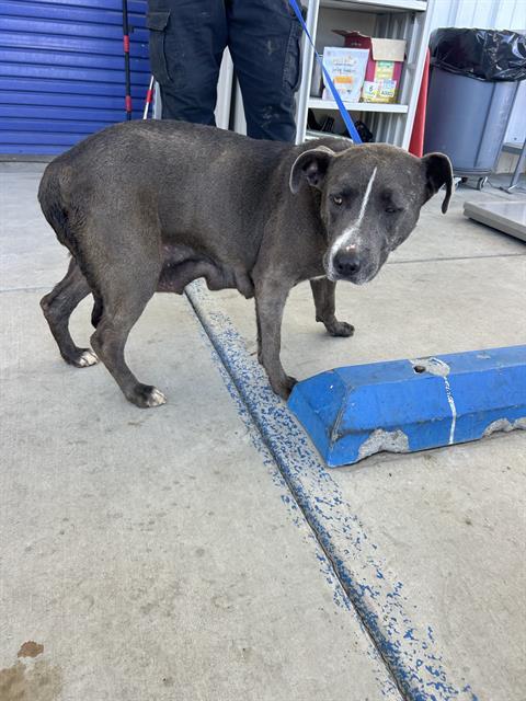 Enlarge Penny -- URGENT!, an adoptable Pit Bull Terrier in Thousand Oaks, CA image 5/5