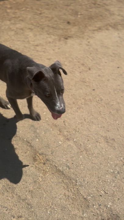Enlarge Penny -- ON EUTHANASIA LIST -- NEEDS OUT OF SHELTER NOW, an adoptable mixed breed in Thousand Oaks, CA video 2/6