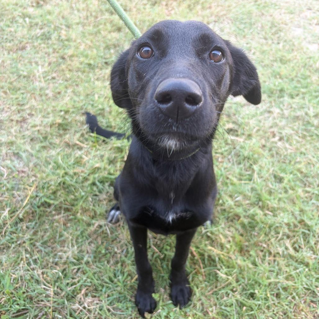Enlarge Nova, a Adoptable mixed breed in Tulsa, OK image 1/4
