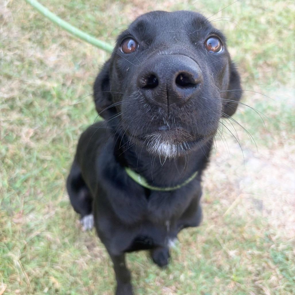 Enlarge Nova, a Adoptable mixed breed in Tulsa, OK image 2/4