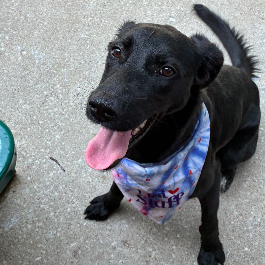 Enlarge Nova, a Adoptable mixed breed in Tulsa, OK image 3/4