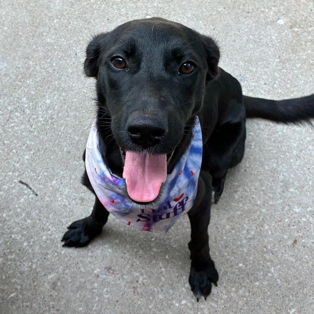 Enlarge Nova, a Adoptable mixed breed in Tulsa, OK image 4/4