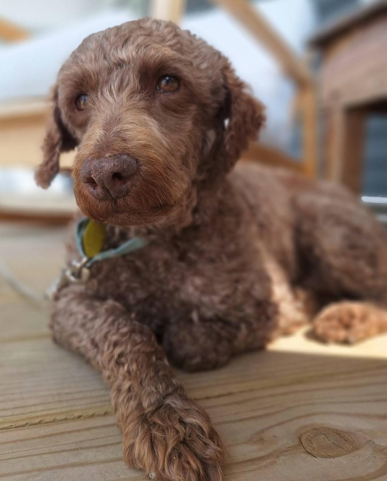 Buster, ADOPTABLE, Senior Male Labradoodle & Miniature Poodle.