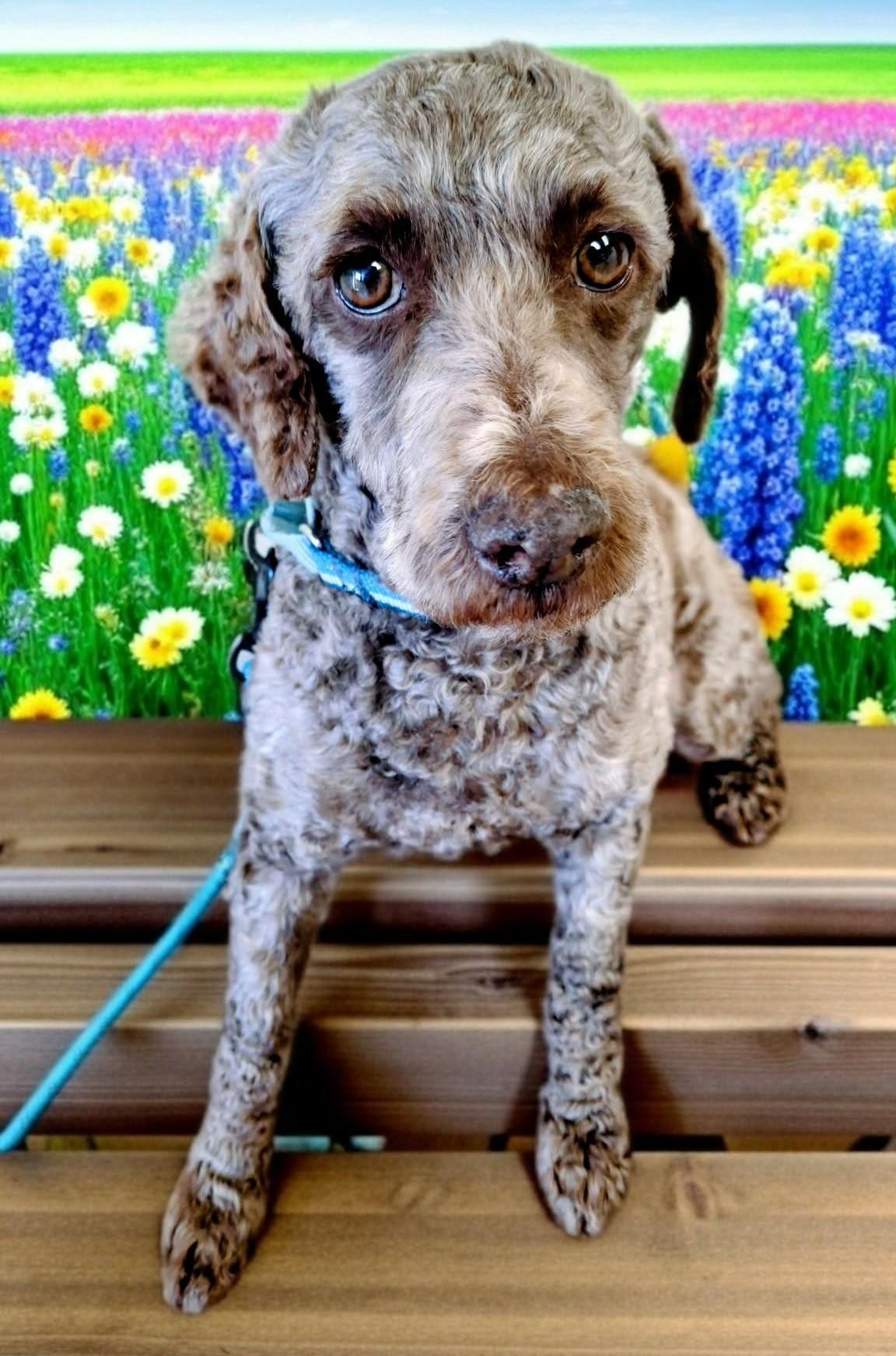 Enlarge Buster, a ADOPTABLE mixed breed in North Olmsted, OH image 2/3