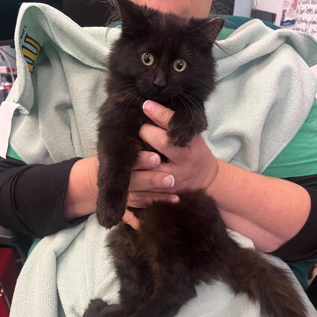 Foo Foo Fighter, Adoptable, Kitten Female Domestic Long Hair.