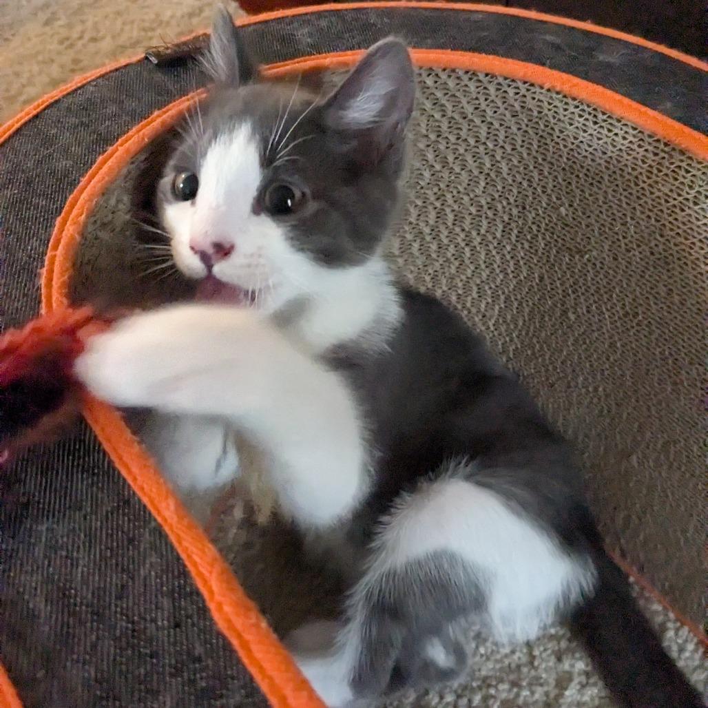 Enlarge Mauve, a Adoptable Domestic Medium Hair in Abbotsford, BC image 1/4