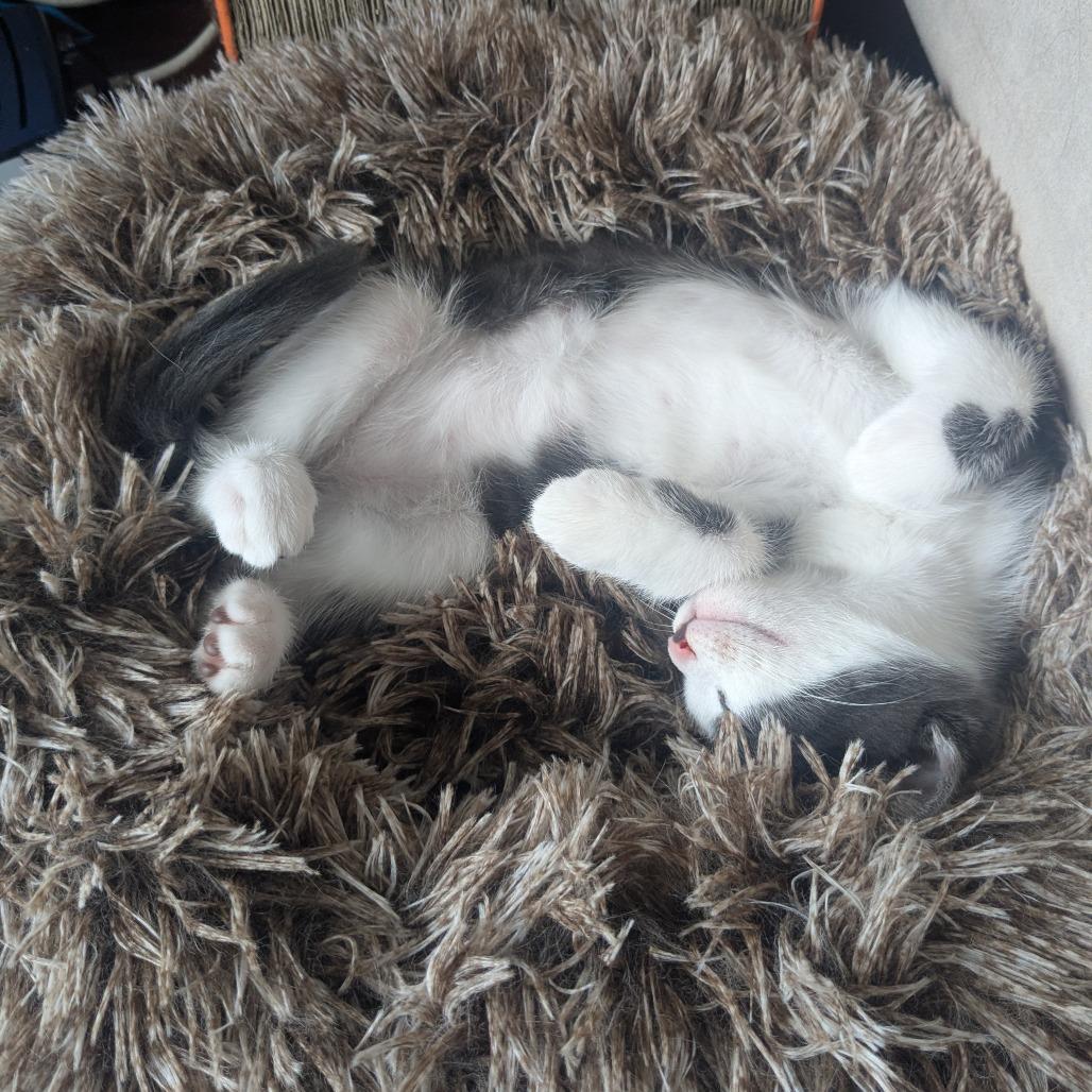 Enlarge Mauve, a Adoptable Domestic Medium Hair in Abbotsford, BC image 2/4