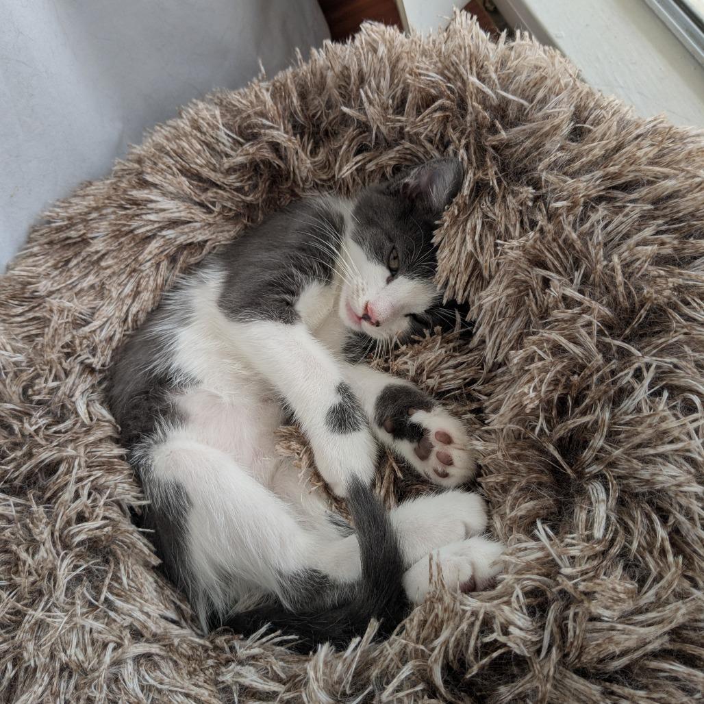 Enlarge Mauve, a Adoptable Domestic Medium Hair in Abbotsford, BC image 3/4
