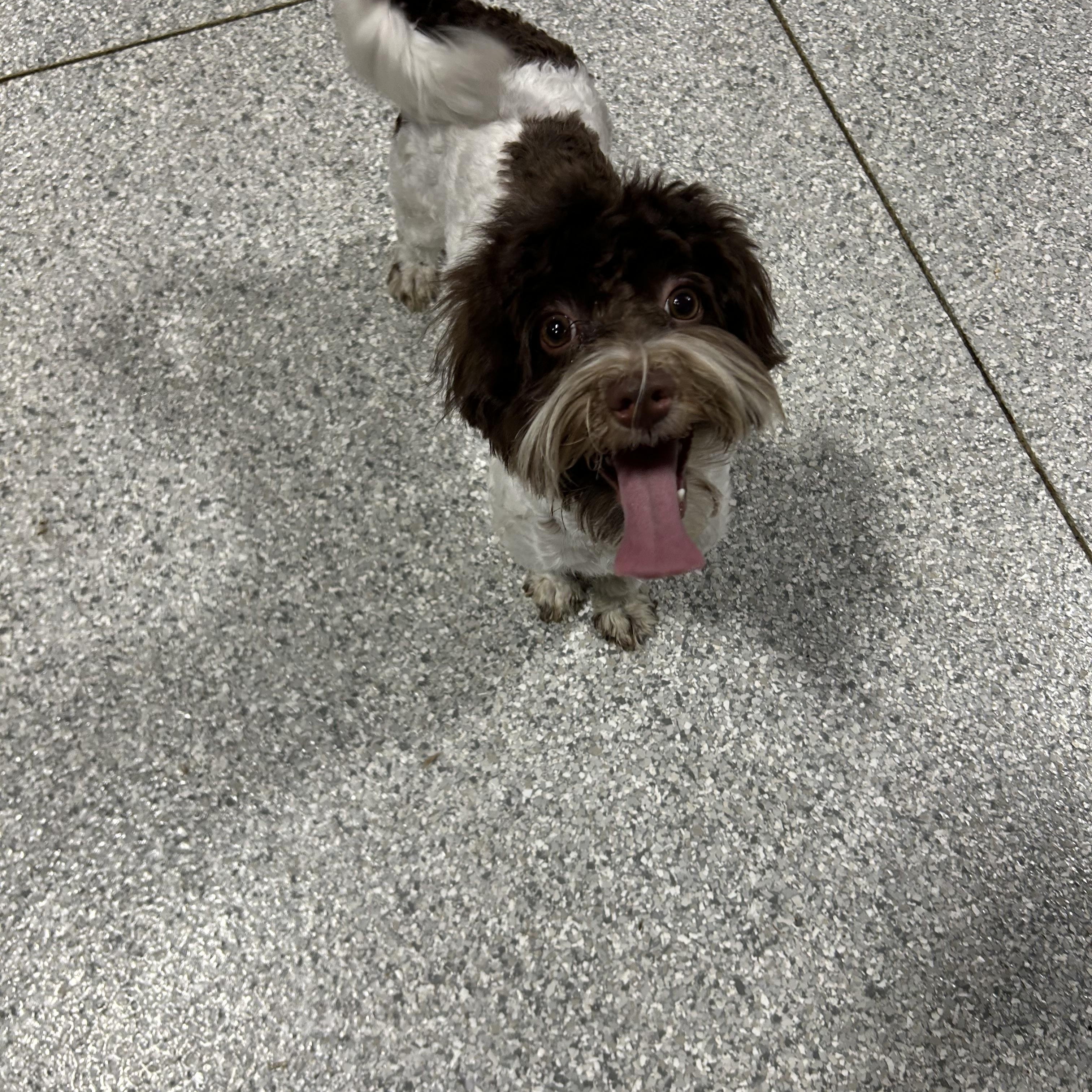 Enlarge Vinnie , a Adoptable Havanese in Antwerp, OH image 2/4