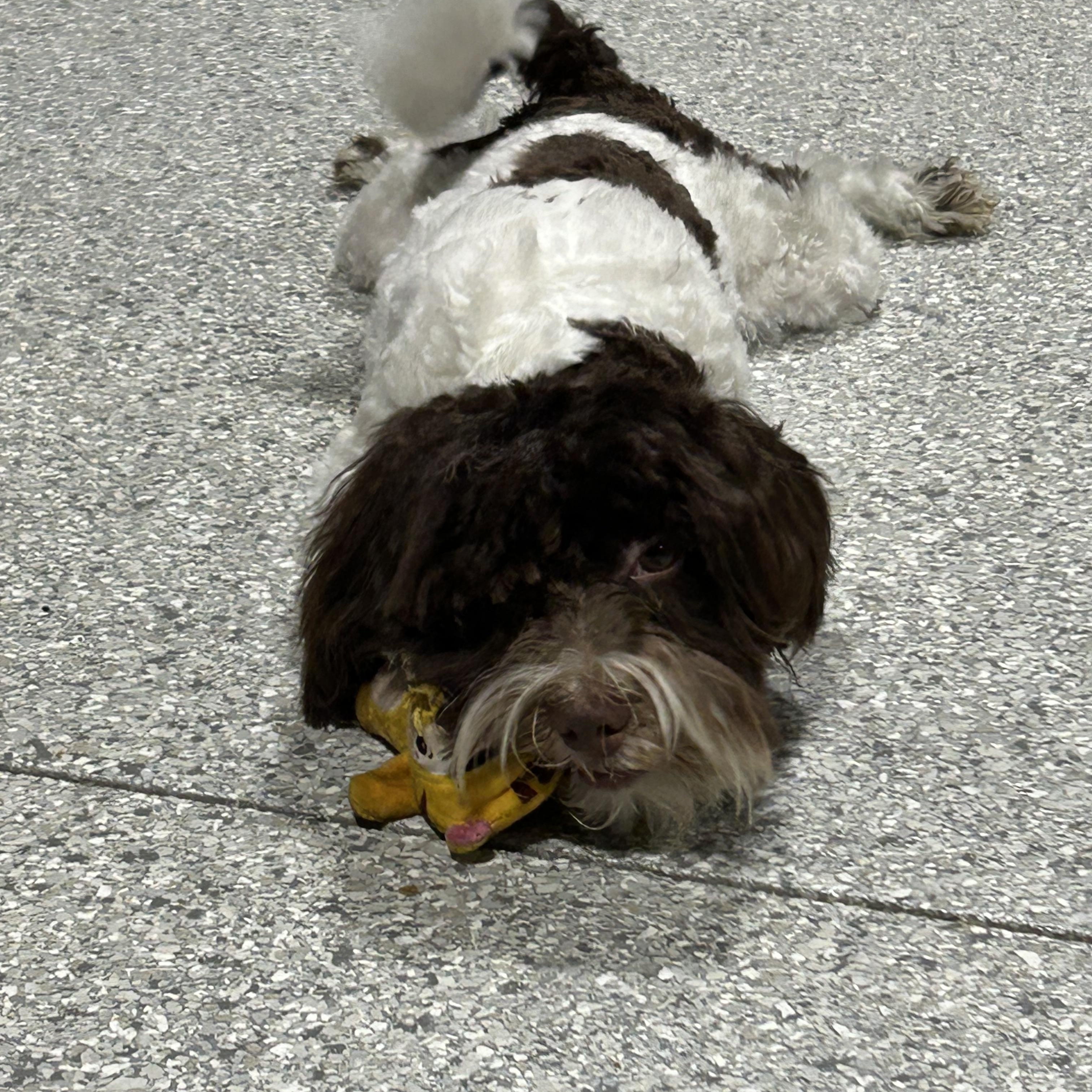 Enlarge Vinnie , a Adoptable Havanese in Antwerp, OH image 3/4