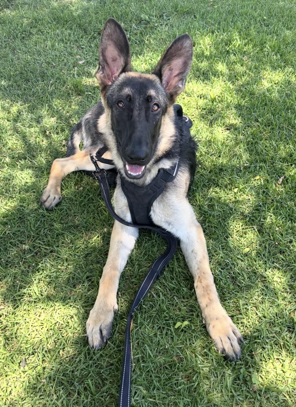 Livie, a ADOPTABLE German Shepherd Dog in El Cajon, CA image 3/6