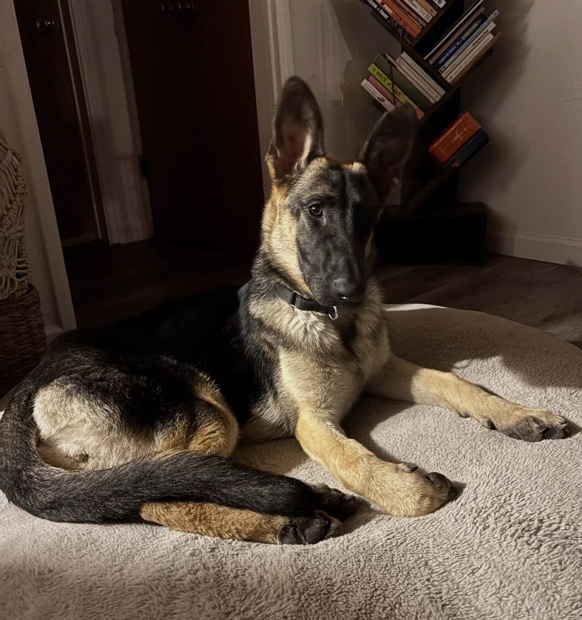 Livie, a ADOPTABLE German Shepherd Dog in El Cajon, CA image 6/6