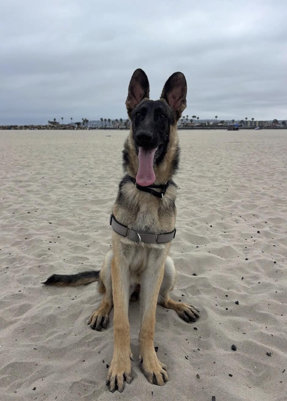 Livie, a ADOPTABLE German Shepherd Dog in El Cajon, CA image 5/6