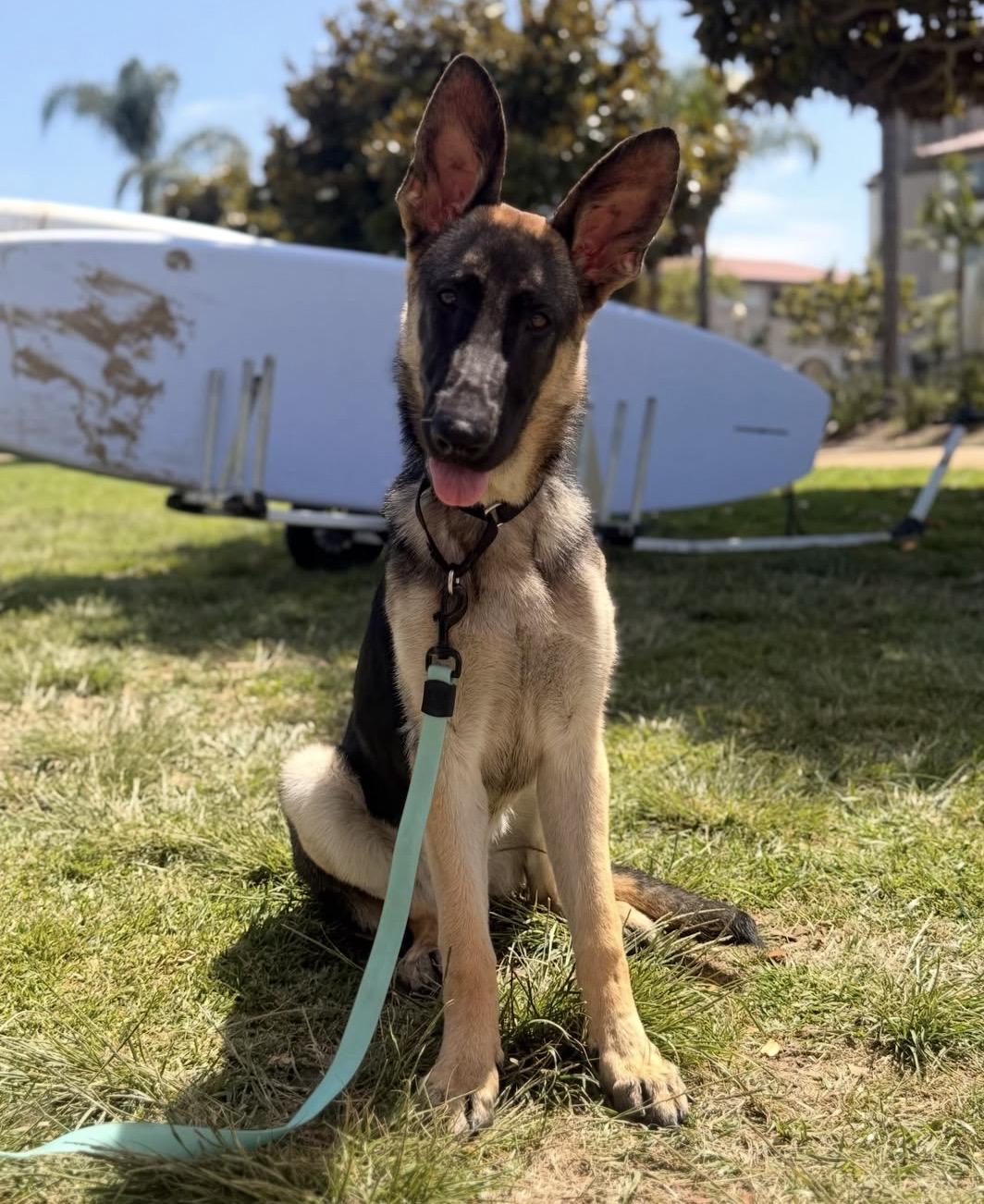 Livie, a ADOPTABLE German Shepherd Dog in El Cajon, CA image 4/6