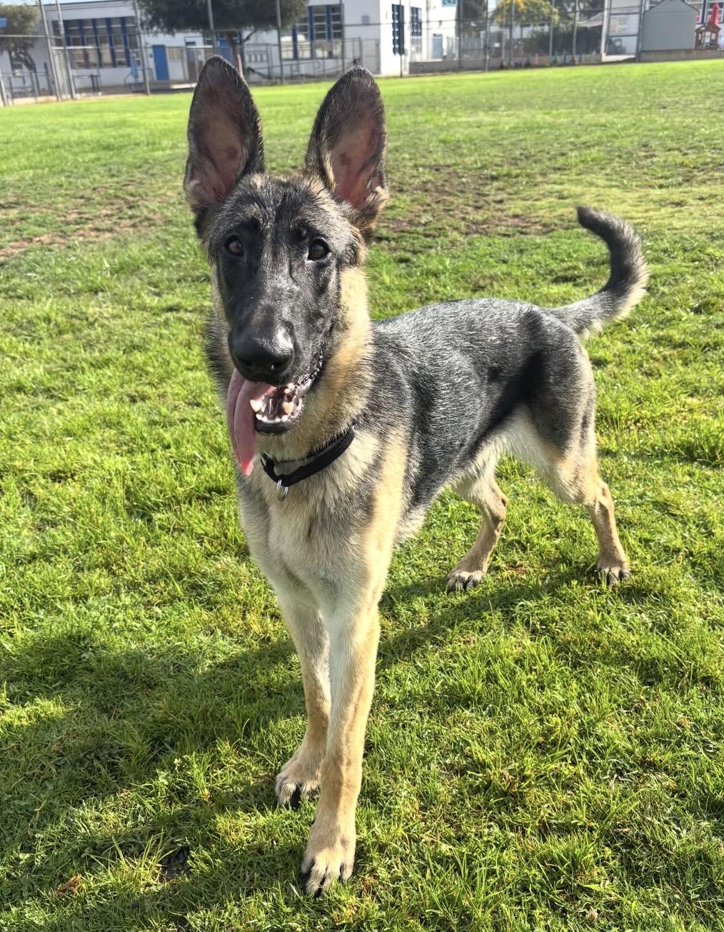 Livie, ADOPTABLE, Young Female German Shepherd Dog.