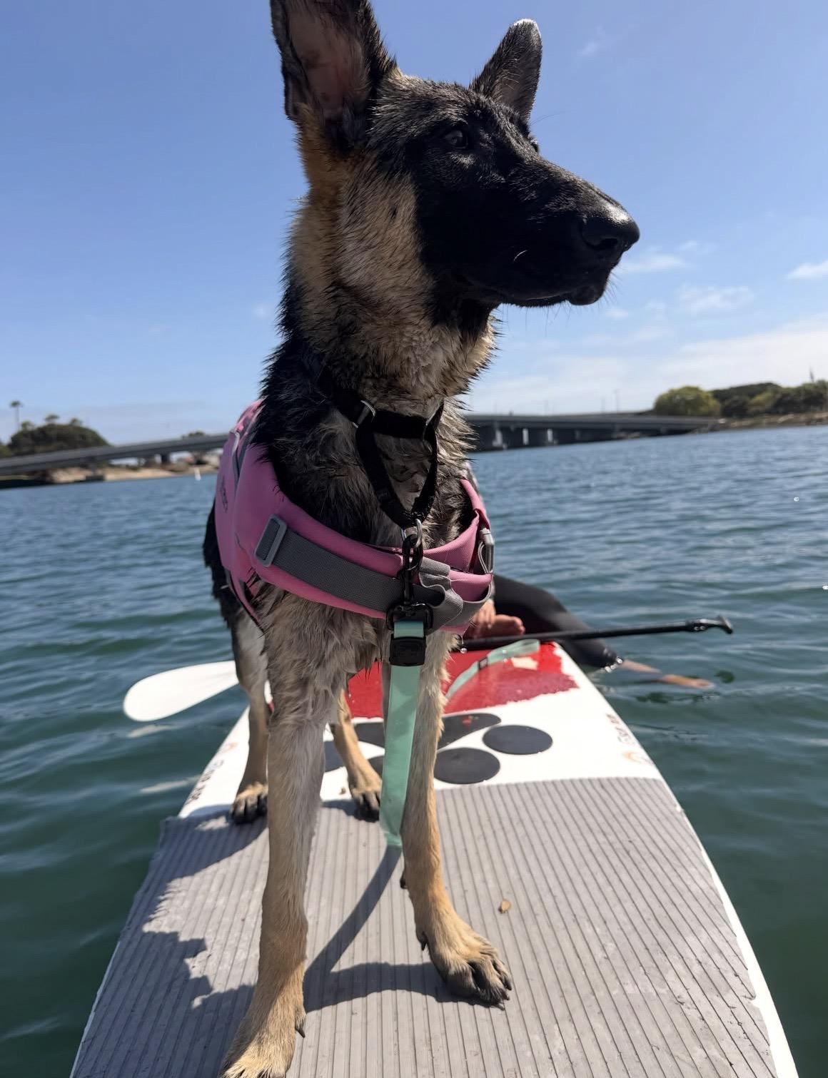 Livie, a ADOPTABLE German Shepherd Dog in El Cajon, CA image 2/6
